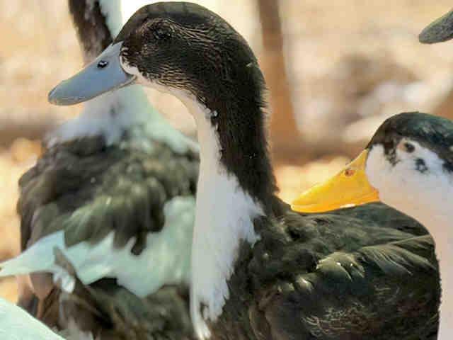 SPLASH, Adoptable, Young Female Duck.