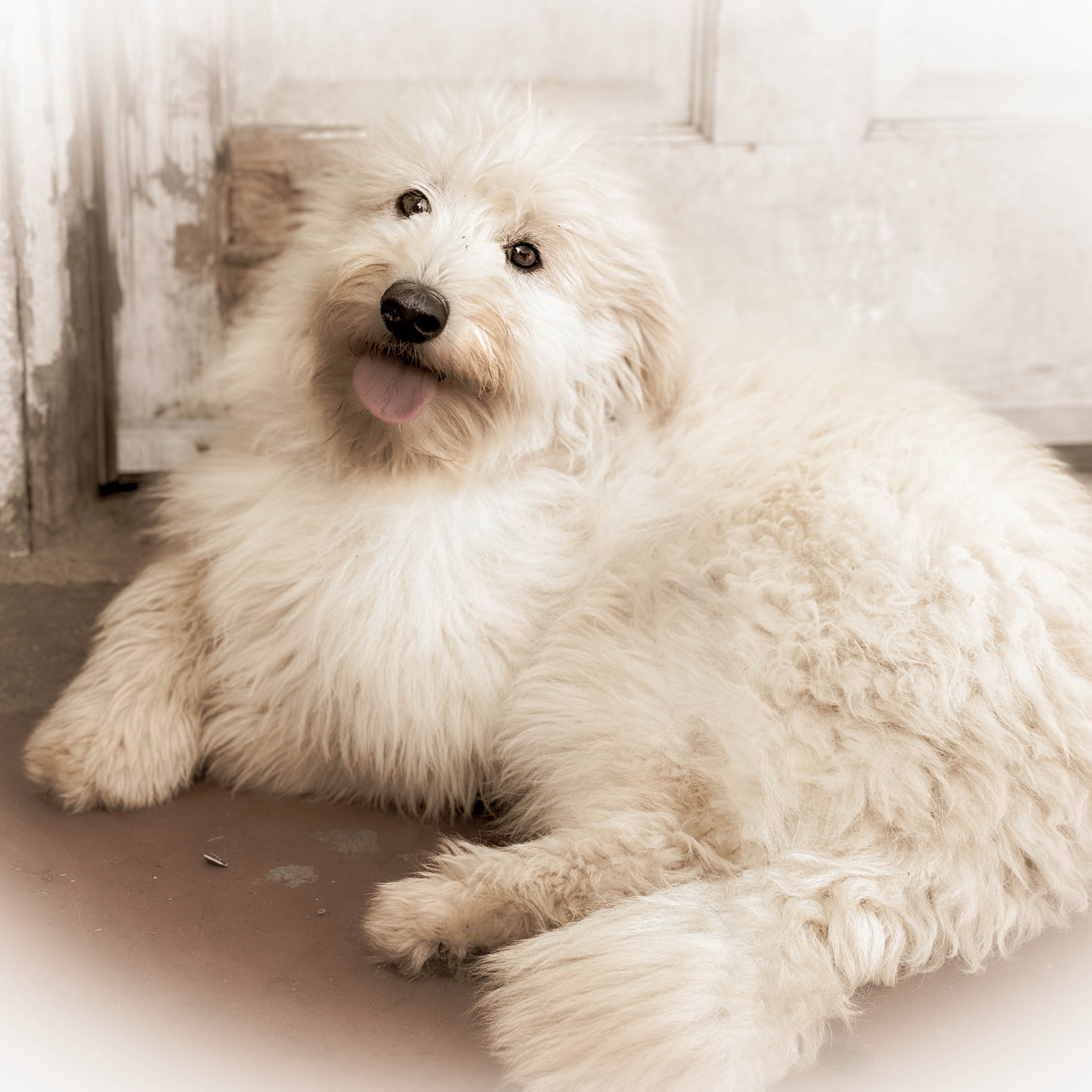 Bloom, Adopted, Puppy Female Goldendoodle.