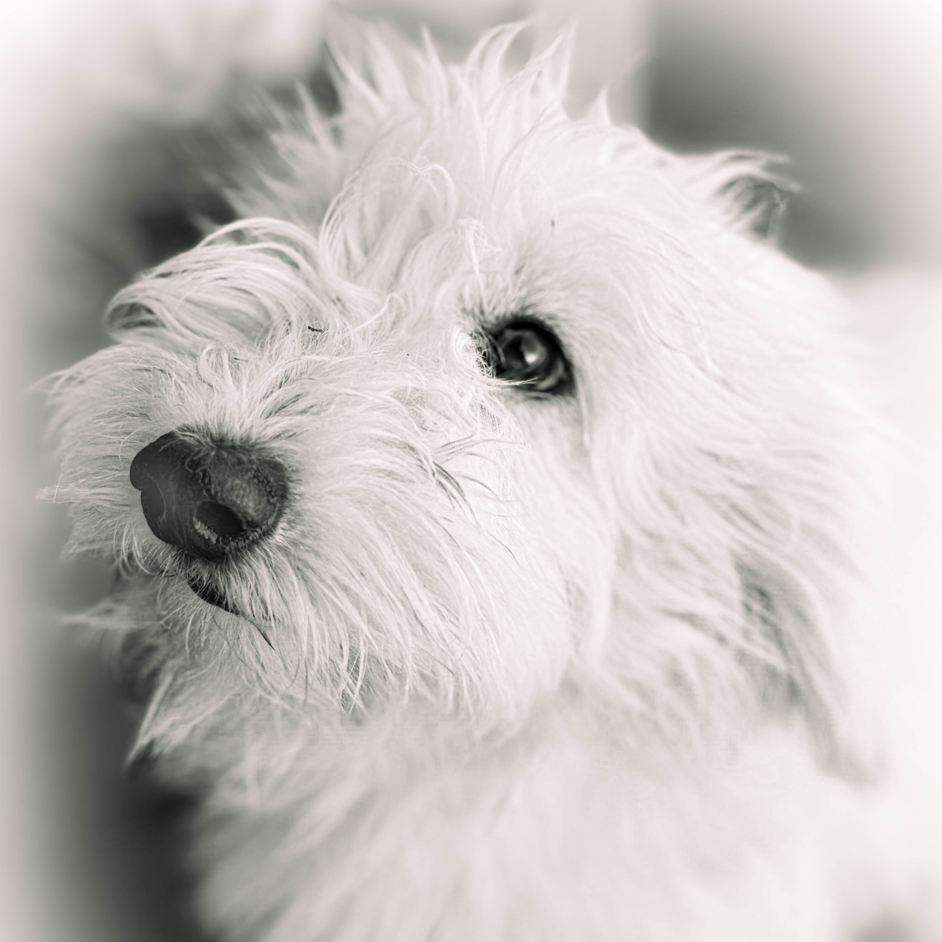 Bloom, a Adopted Goldendoodle image 2/3