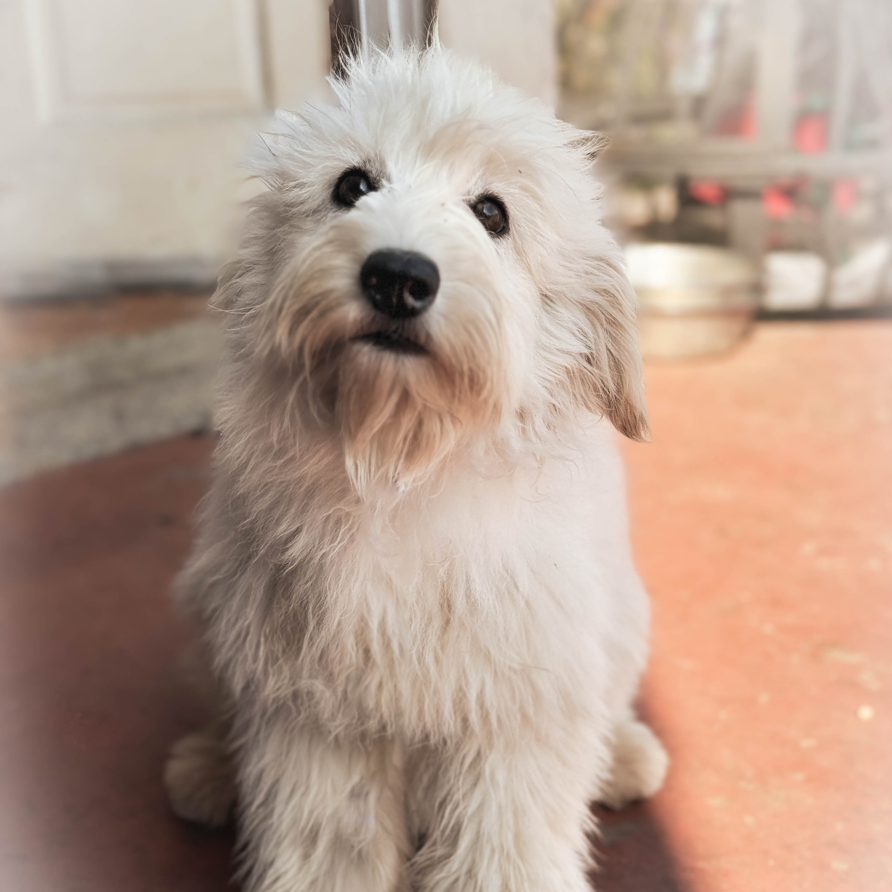 Bloom, a Adopted Goldendoodle image 3/3