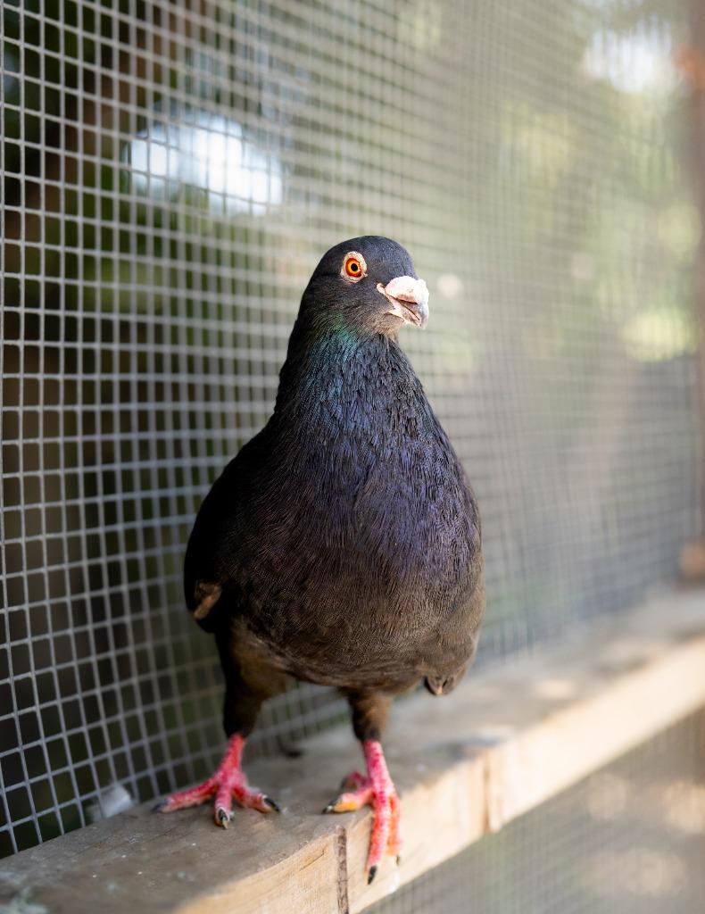 Biggie Seed w/ Perky, Adoptable, Adult Male Pigeon.