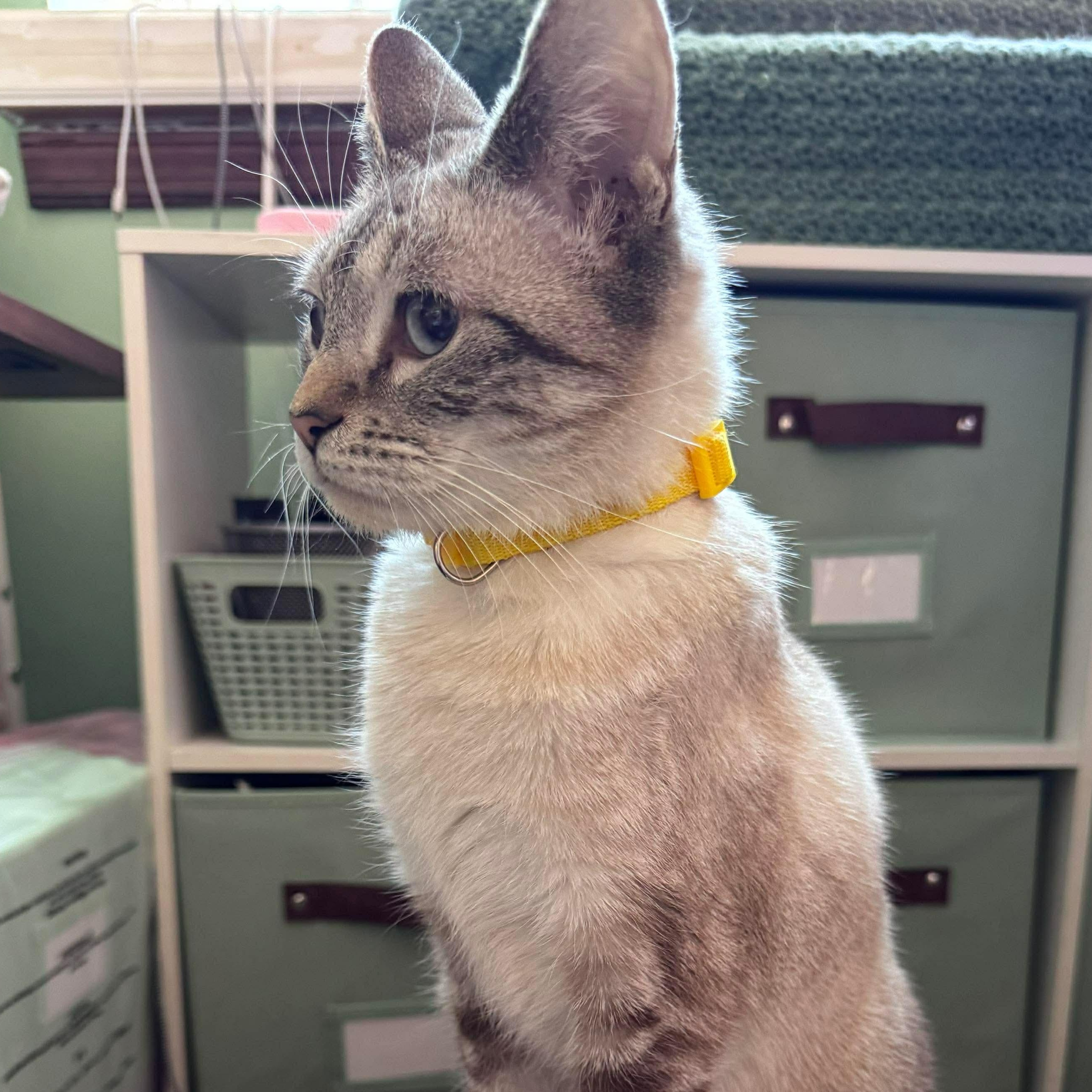 Enlarge Sunshine, an adopted mixed breed in Philadelphia, PA image 4/5