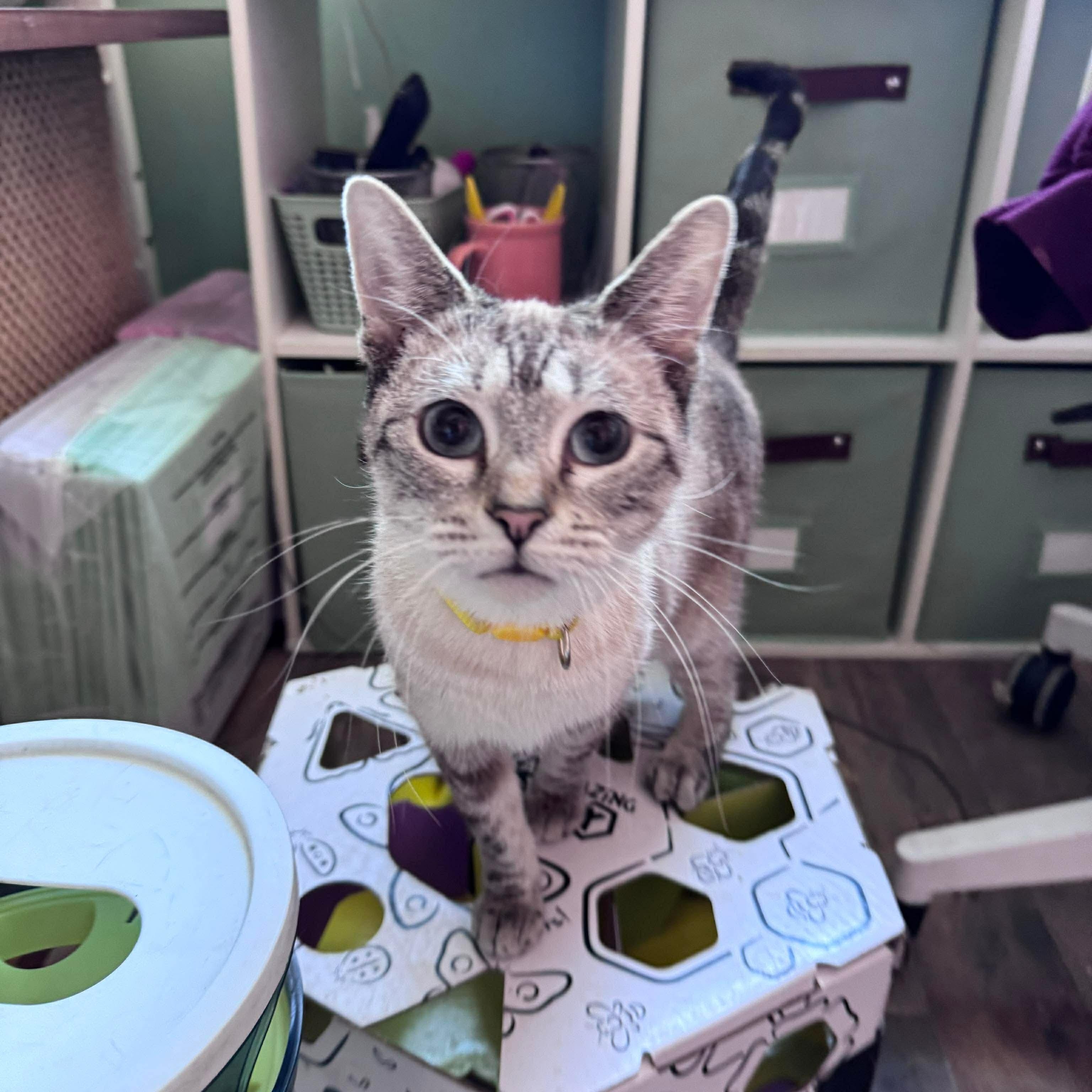 Enlarge Sunshine, an adopted mixed breed in Philadelphia, PA image 5/5