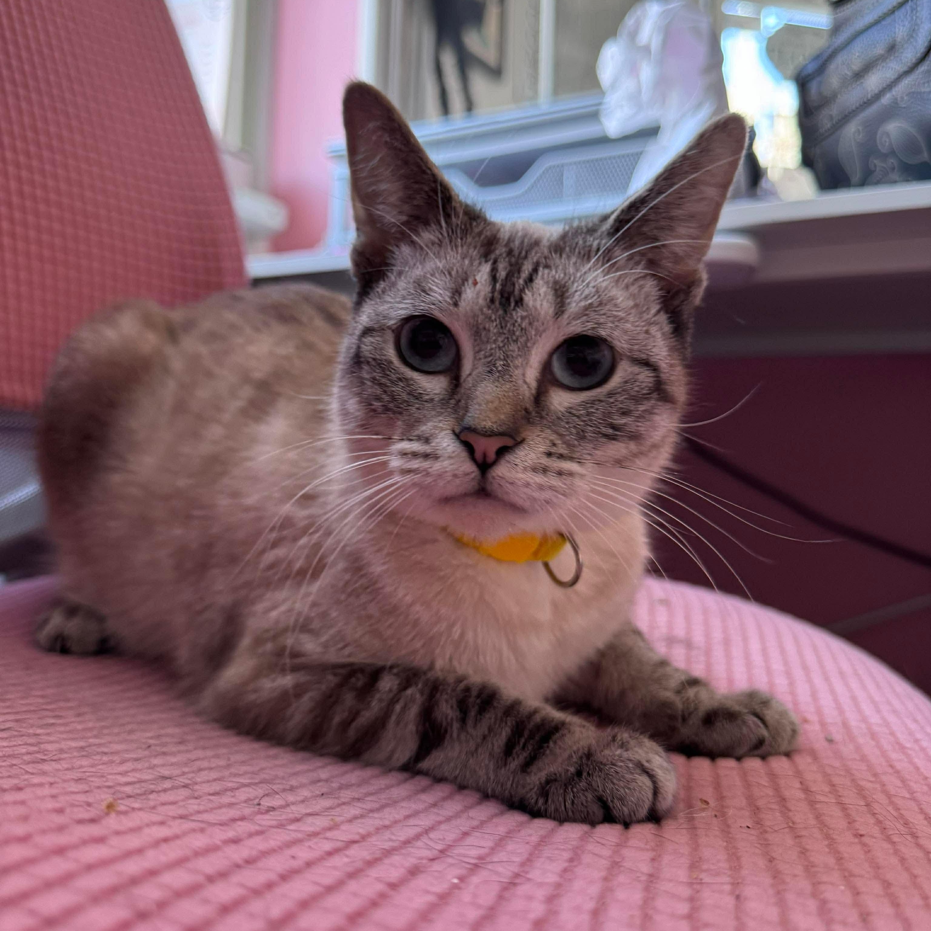 Enlarge Sunshine, an adopted mixed breed in Philadelphia, PA image 2/5