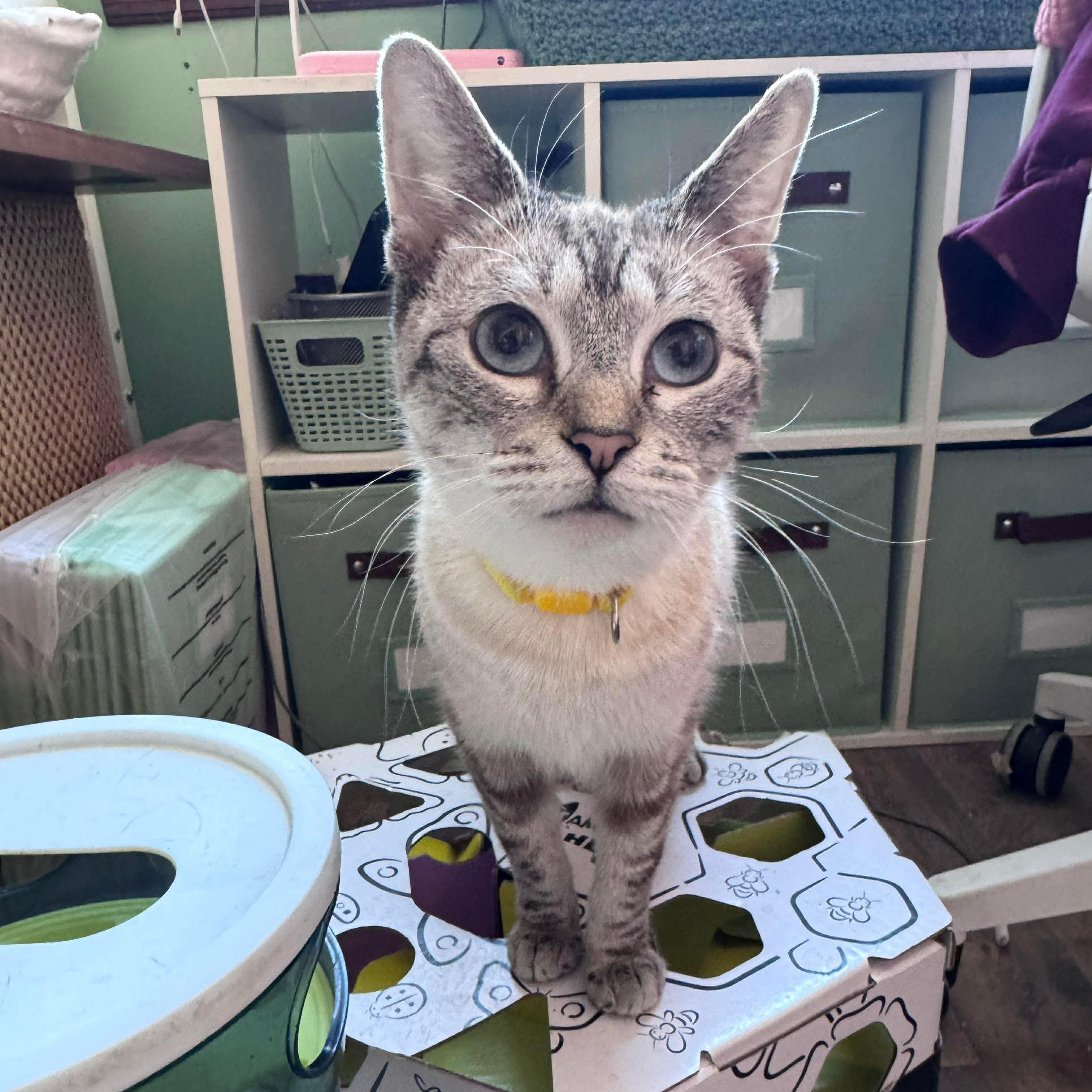 Enlarge Sunshine, an adopted mixed breed in Philadelphia, PA image 3/5