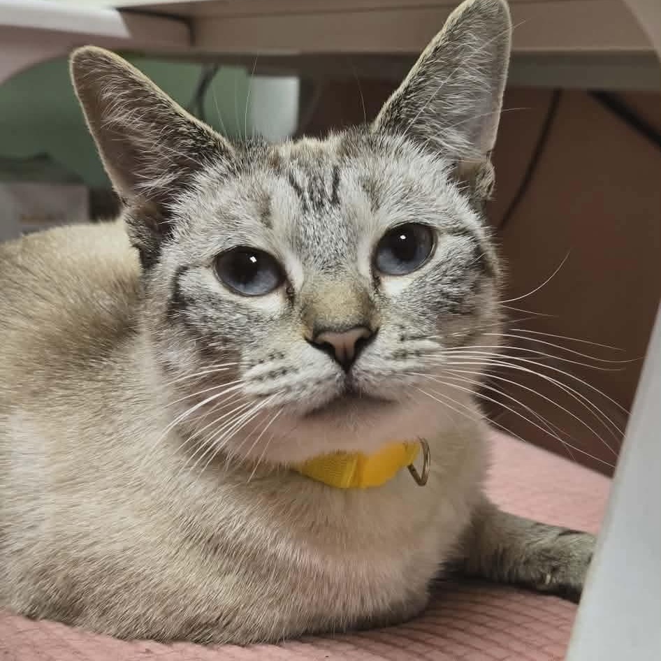 Sunshine, adopted, Young Female Siamese & Domestic Short Hair.