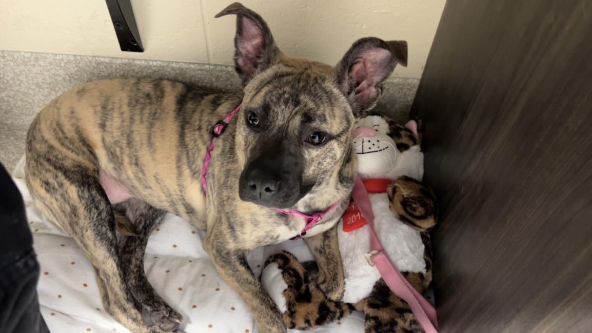 SANDY, Adoptable, Adult Female Pit Bull Terrier & Mixed Breed.