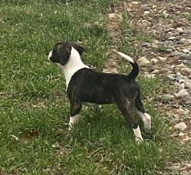 Enlarge Summer - In Foster, a ADOPTABLE mixed breed in Kalamazoo, MI image 3/4