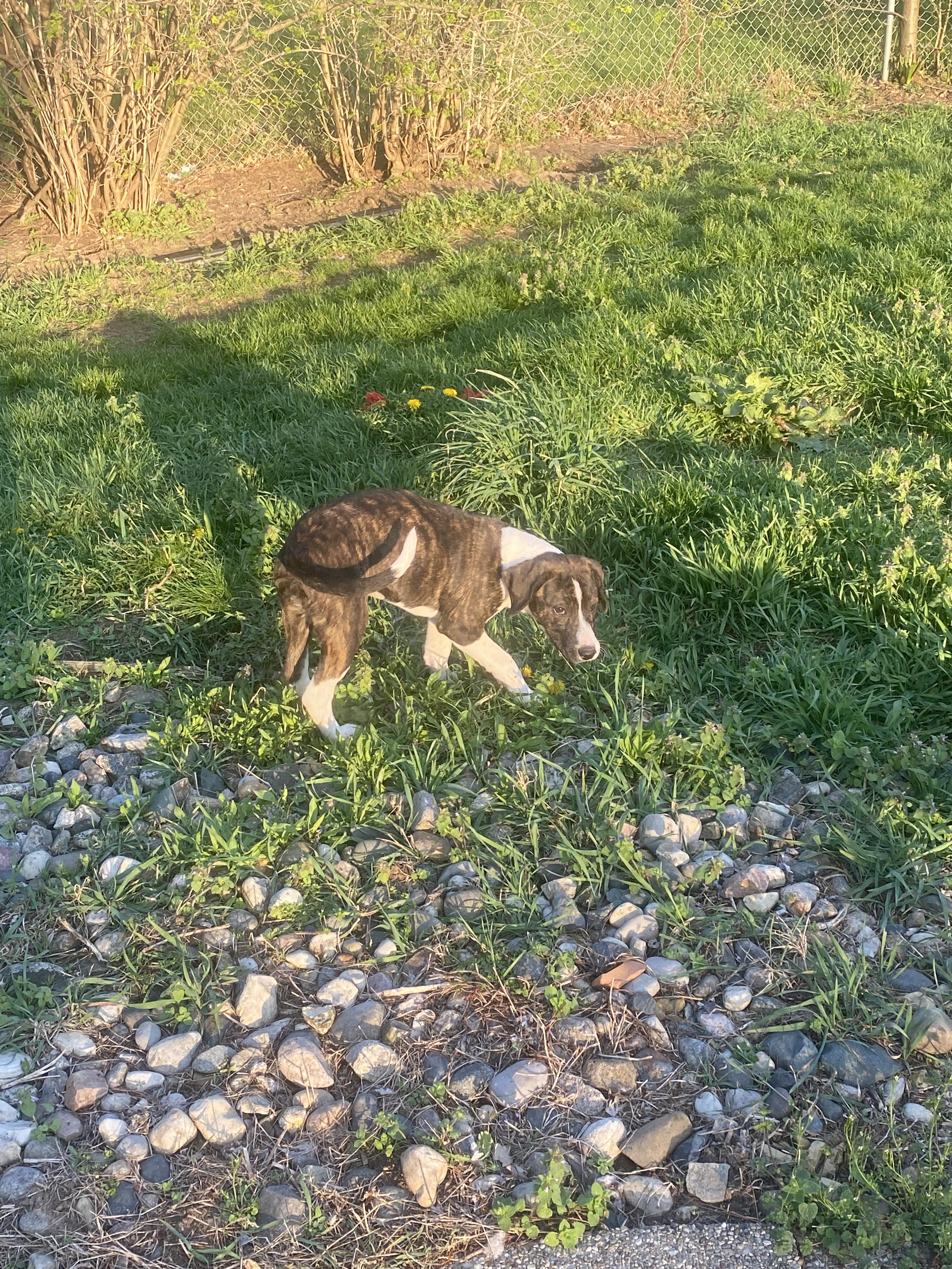 Enlarge Summer - In Foster, a ADOPTABLE mixed breed in Kalamazoo, MI image 1/4