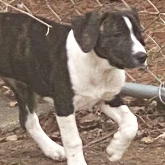 Enlarge Summer - In Foster, a ADOPTABLE mixed breed in Kalamazoo, MI image 4/4