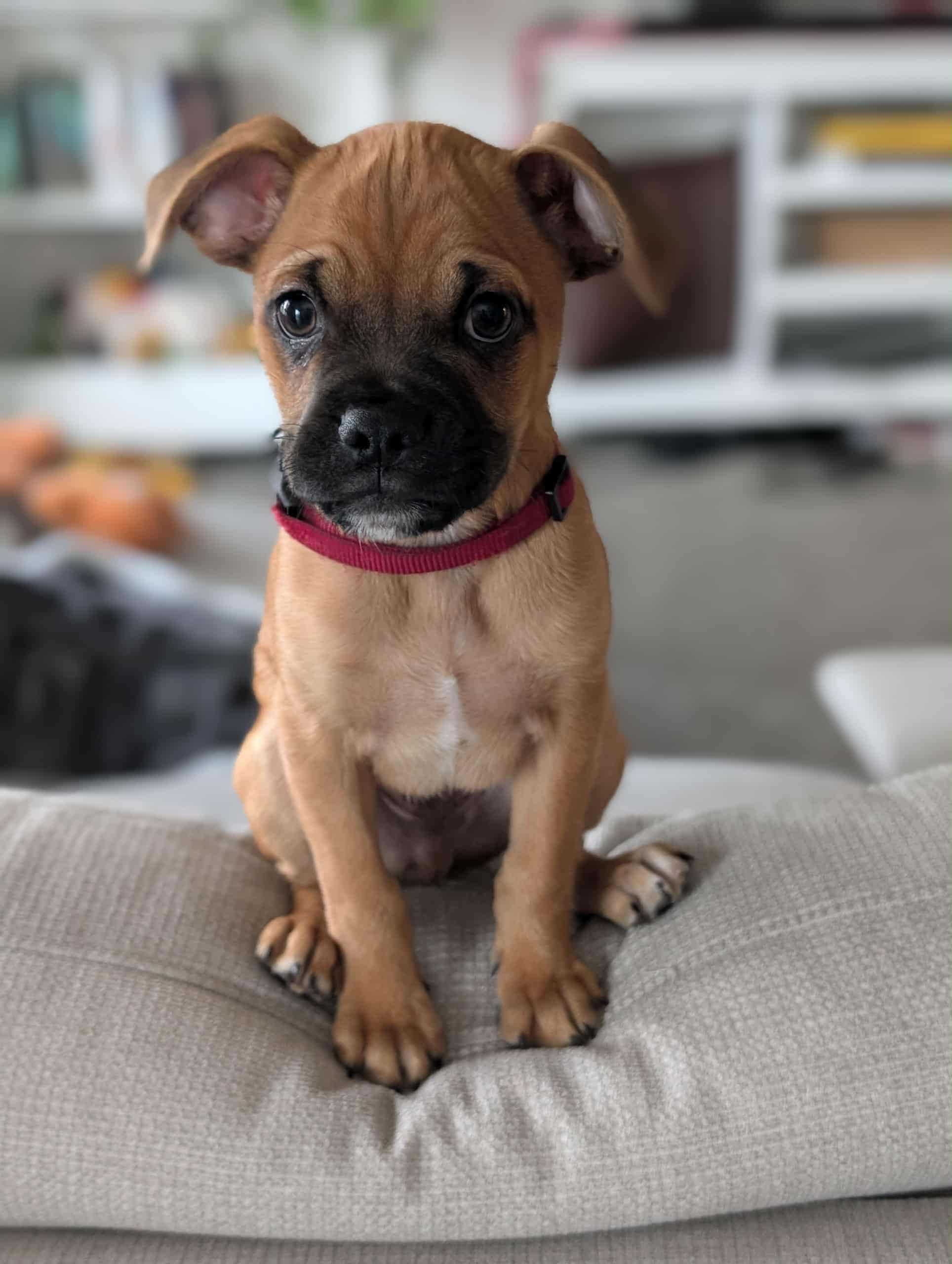 Yoshi, Adopted, Puppy Male Pug & Chihuahua.