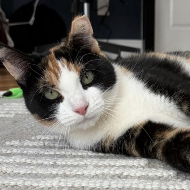 Eleventh Hour, adopted, Young Female Domestic Short Hair.