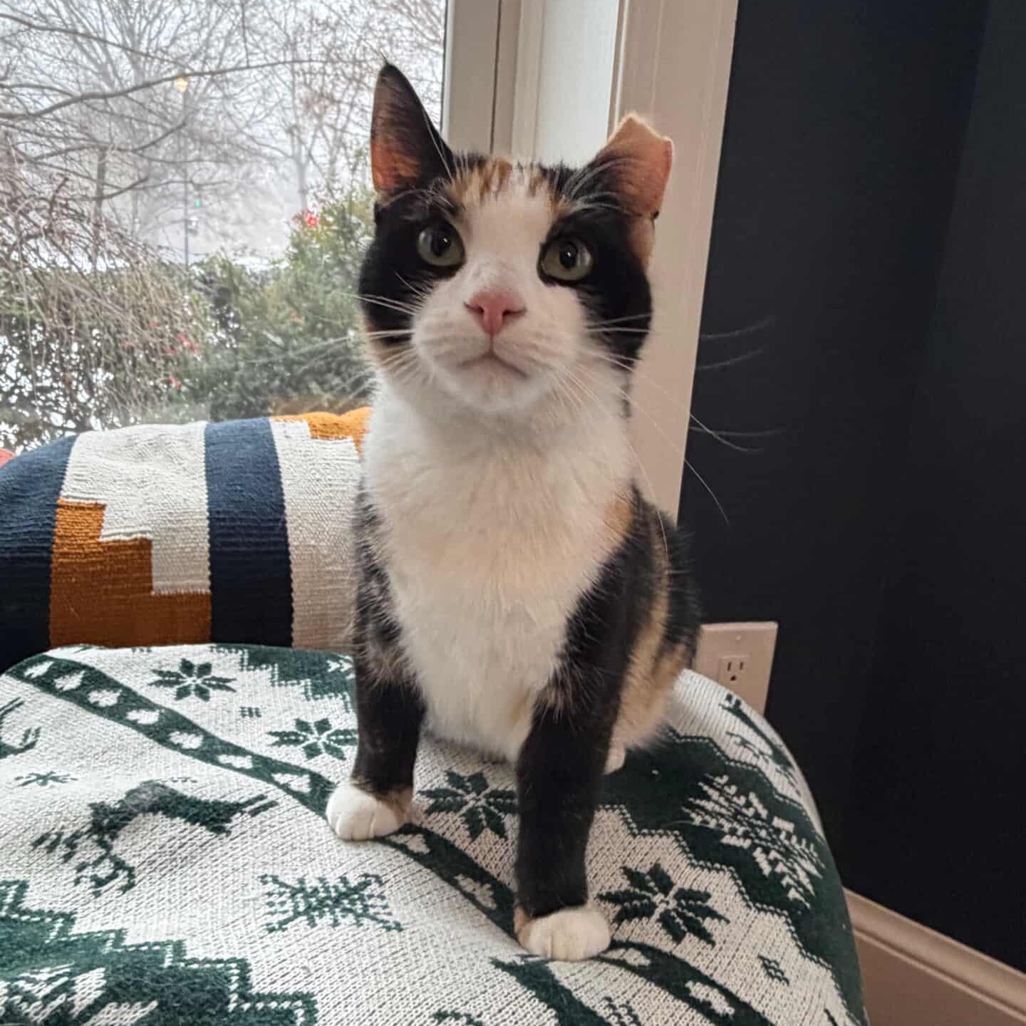 Enlarge Eleventh Hour, an adopted Domestic Short Hair in Alexandria, VA image 2/6