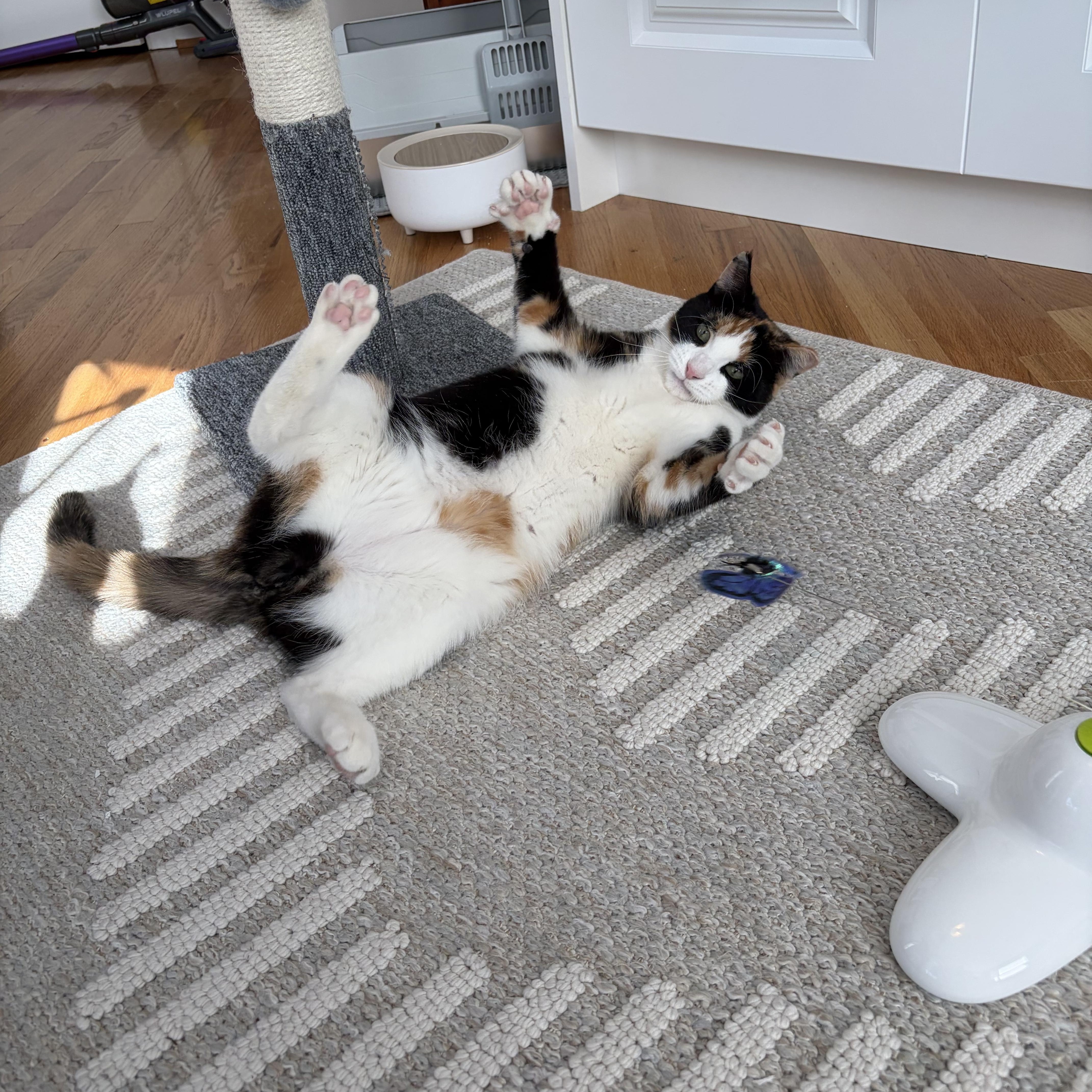 Enlarge Eleventh Hour, an adopted Domestic Short Hair in Alexandria, VA image 6/6