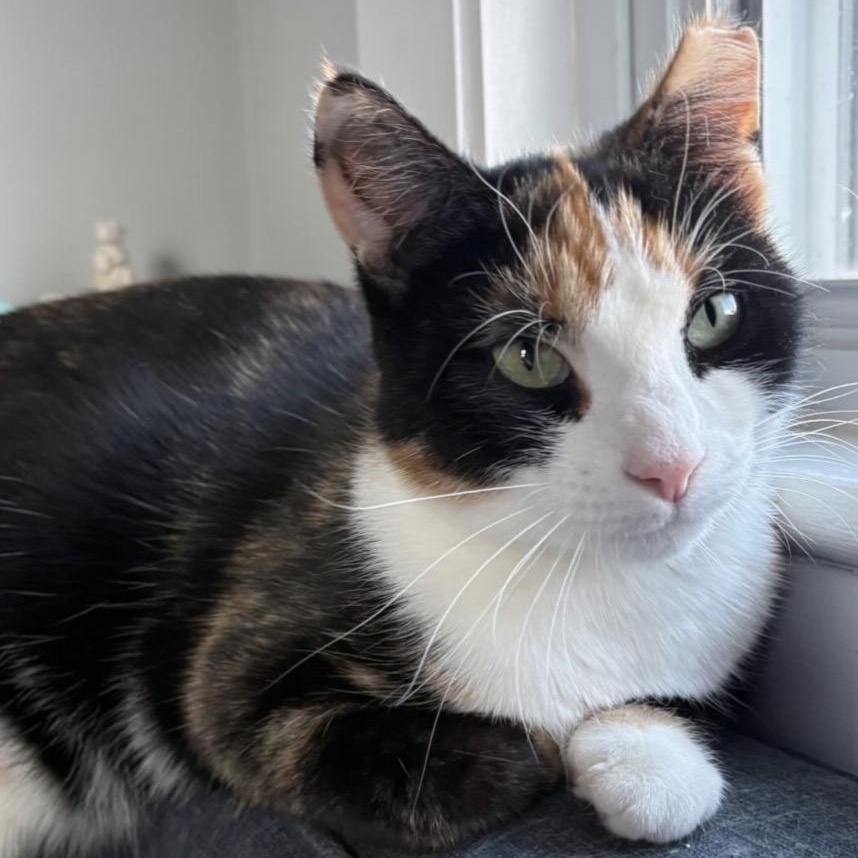 Enlarge Eleventh Hour, an adopted Domestic Short Hair in Alexandria, VA image 3/6