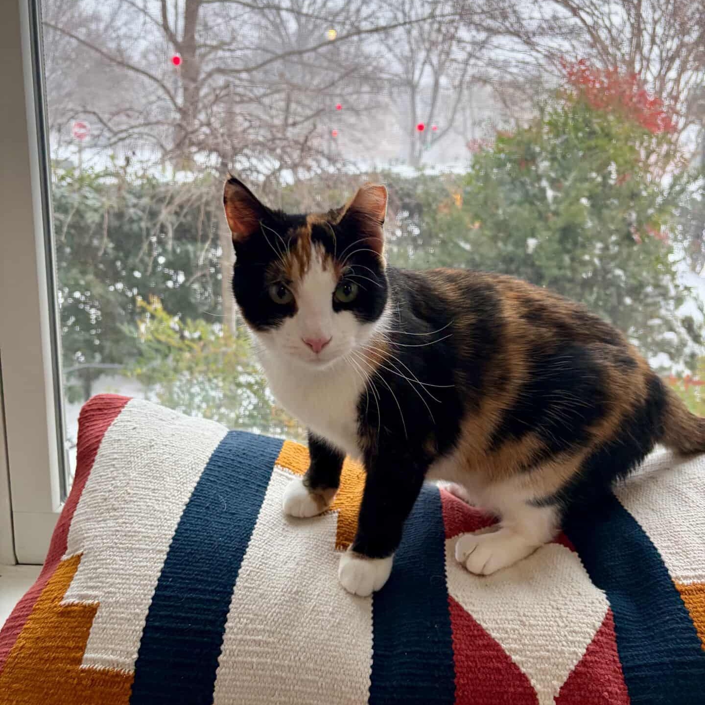 Enlarge Eleventh Hour, an adopted Domestic Short Hair in Alexandria, VA image 5/6