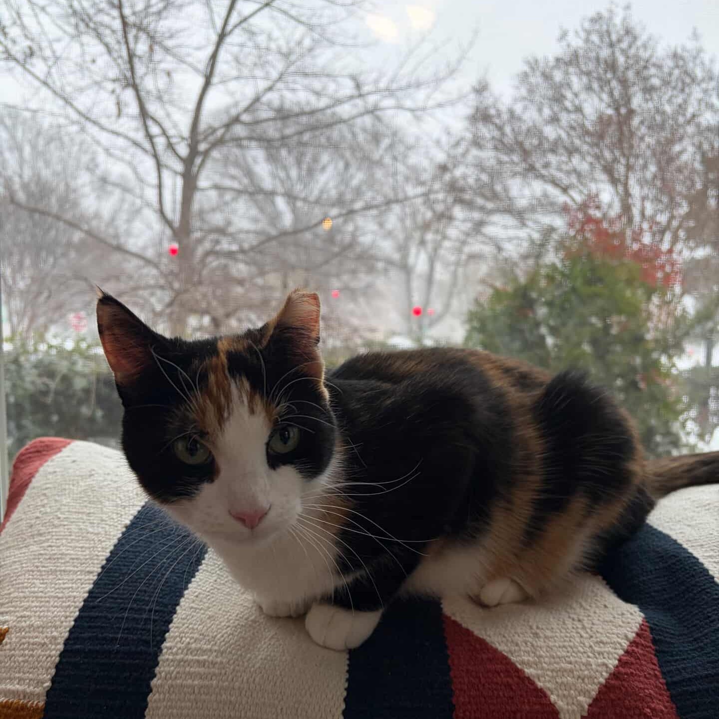 Enlarge Eleventh Hour, an adopted Domestic Short Hair in Alexandria, VA image 4/6