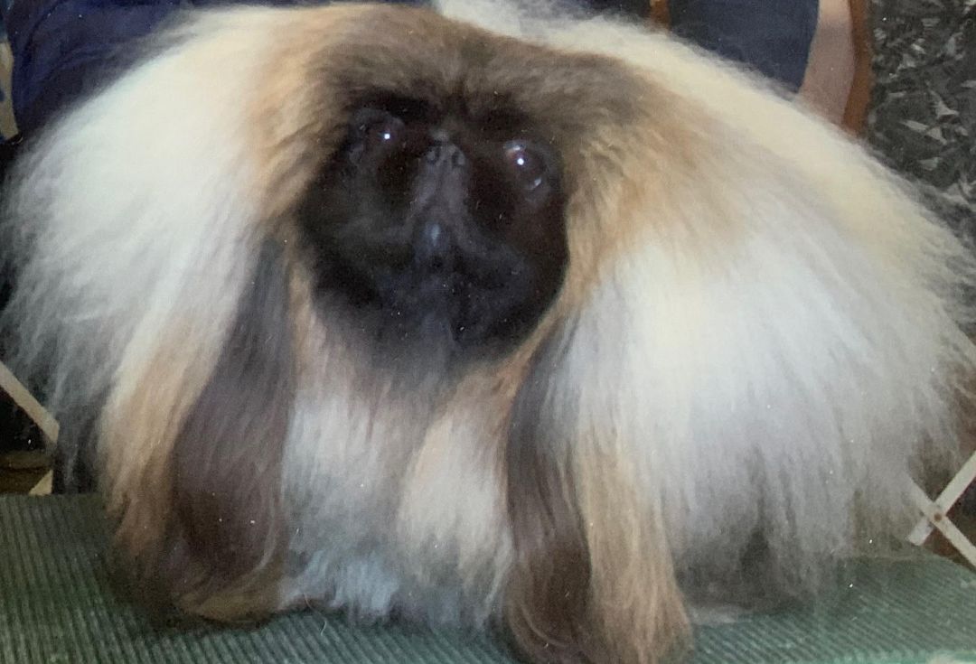 Leo has been adopted!, a Adoptable Pekingese in Hillsdale, NJ image 1/2