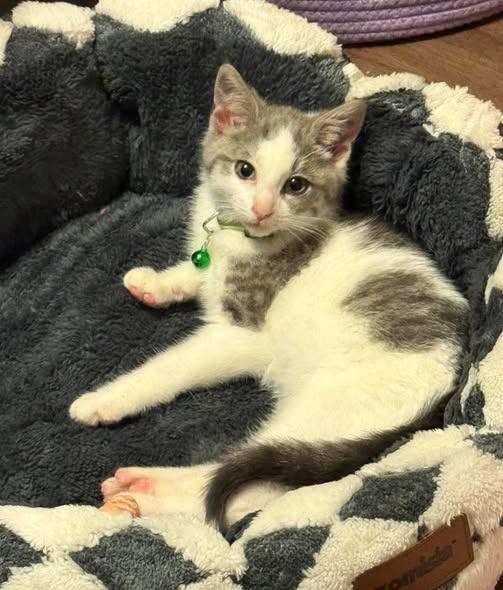 Stormy, Adoptable, Kitten Male Domestic Short Hair.