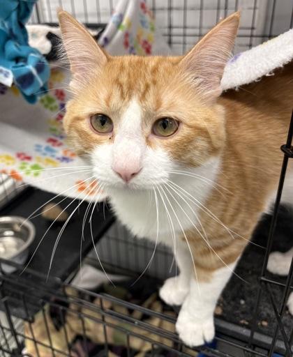 Enlarge Tyrion, a ADOPTABLE Domestic Long Hair in Plano, TX image 3/6