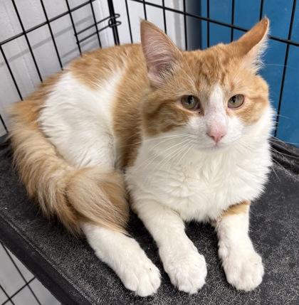 Enlarge Tyrion, a ADOPTABLE Domestic Long Hair in Plano, TX image 4/6