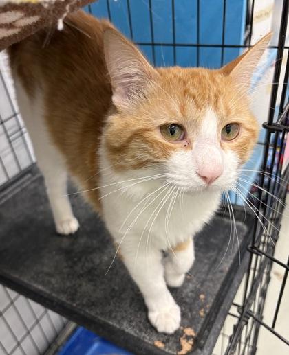 Enlarge Tyrion, a ADOPTABLE Domestic Long Hair in Plano, TX image 2/6
