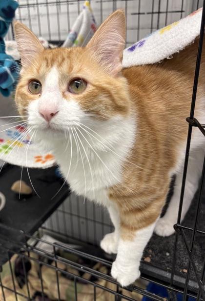 Enlarge Tyrion, a ADOPTABLE Domestic Long Hair in Plano, TX image 5/6