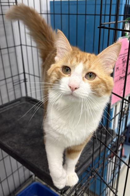 Enlarge Tyrion, a ADOPTABLE Domestic Long Hair in Plano, TX image 6/6