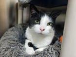 Pete, adopted, Adult Male Domestic Short Hair.
