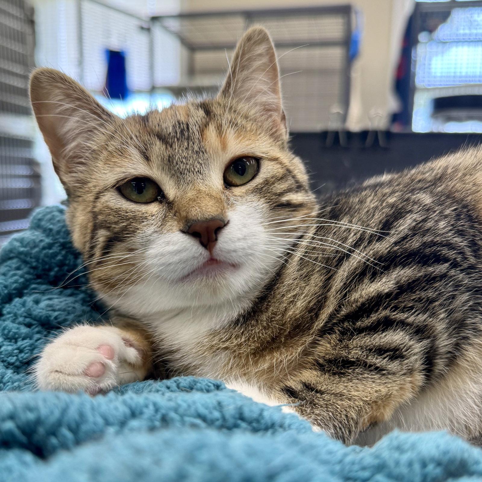 Sassy, Adoptable, Young Female Calico & Torbie.