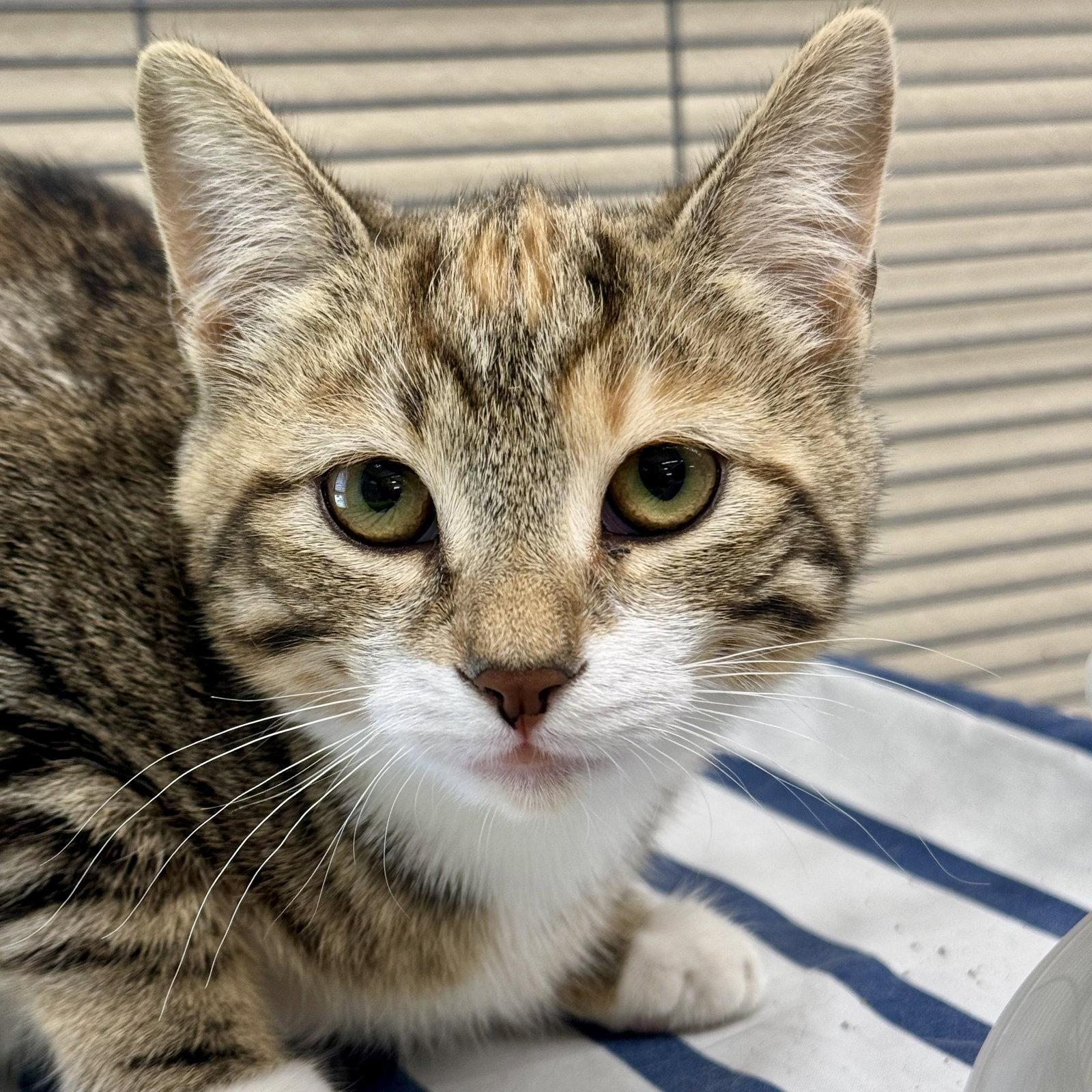 Enlarge Sassy, a Adoptable mixed breed in Winchendon, MA image 2/2