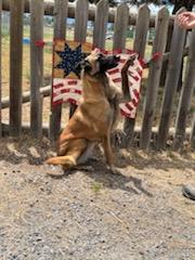 Please, an adoptable Belgian Shepherd / Malinois in Bend, OR, 97703 | Photo Image 1