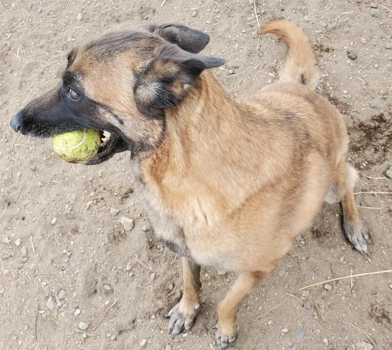 Enlarge Please, a Adopted Belgian Shepherd / Malinois in Bend, OR image 2/4