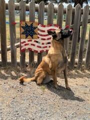 Enlarge Please, a Adopted Belgian Shepherd / Malinois in Bend, OR image 3/4
