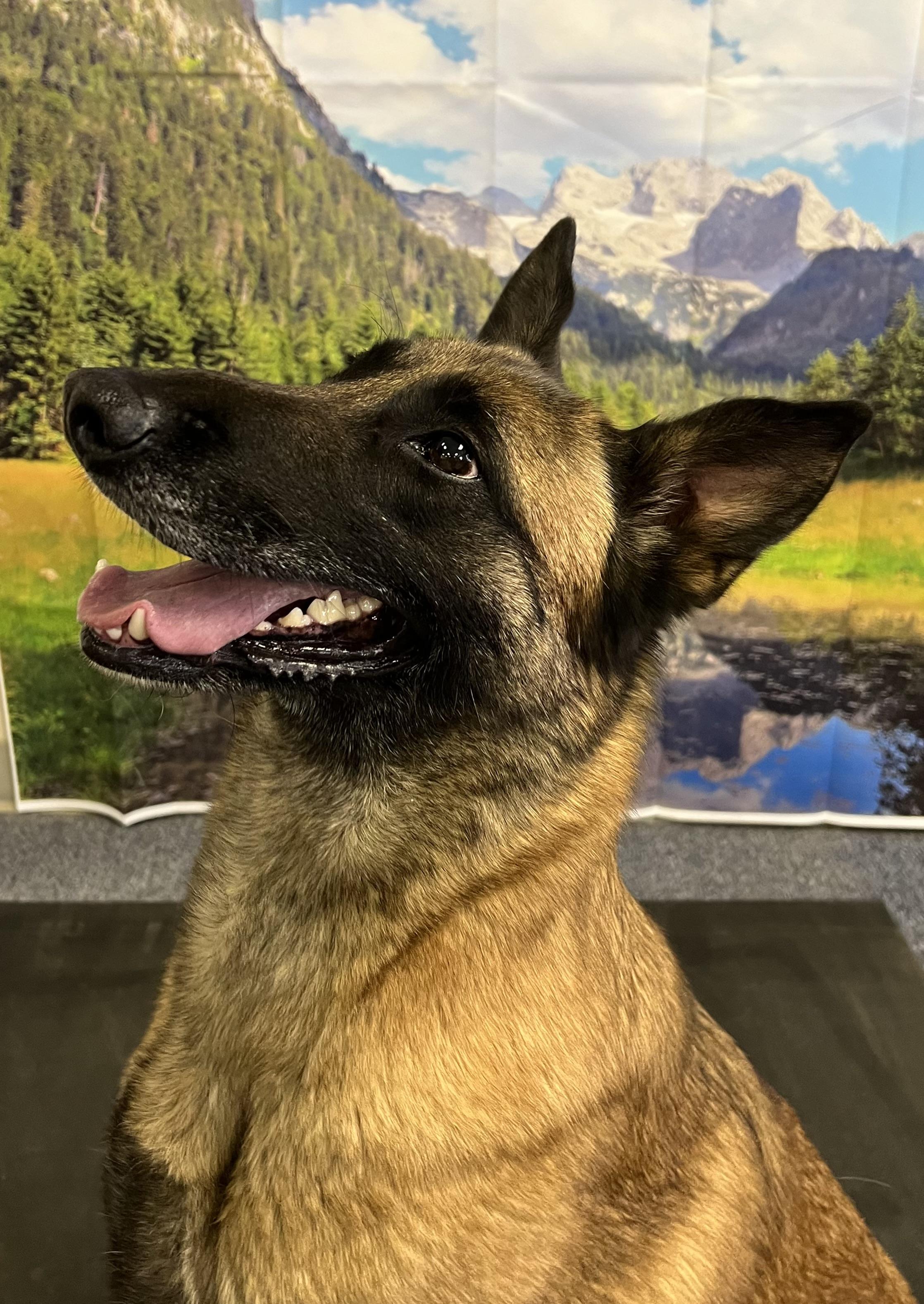Enlarge Please, a Adopted Belgian Shepherd / Malinois in Bend, OR image 4/4