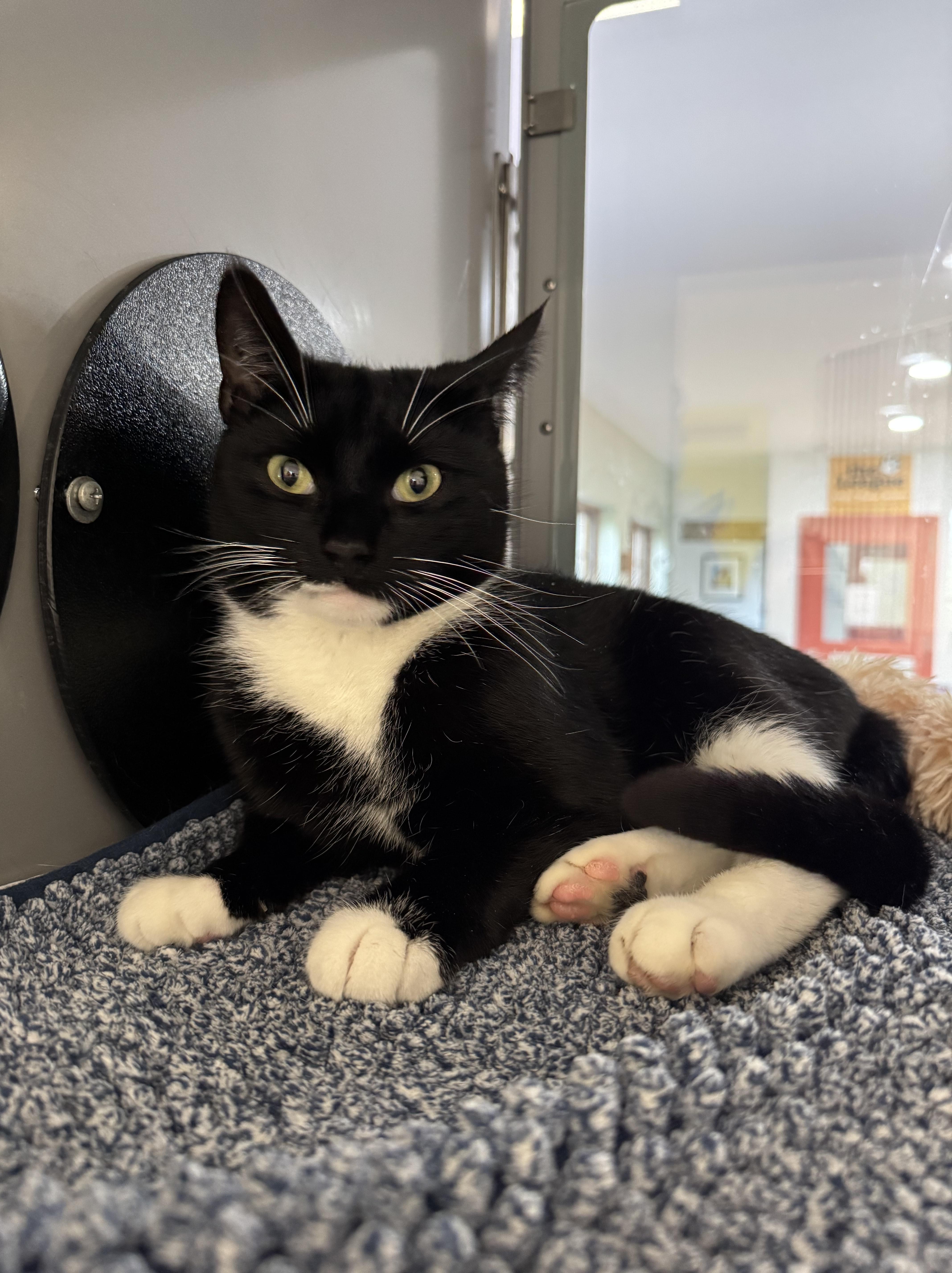 Enlarge Chrissy, a Adoptable Domestic Short Hair in AQUEBOGUE, NY image 3/3