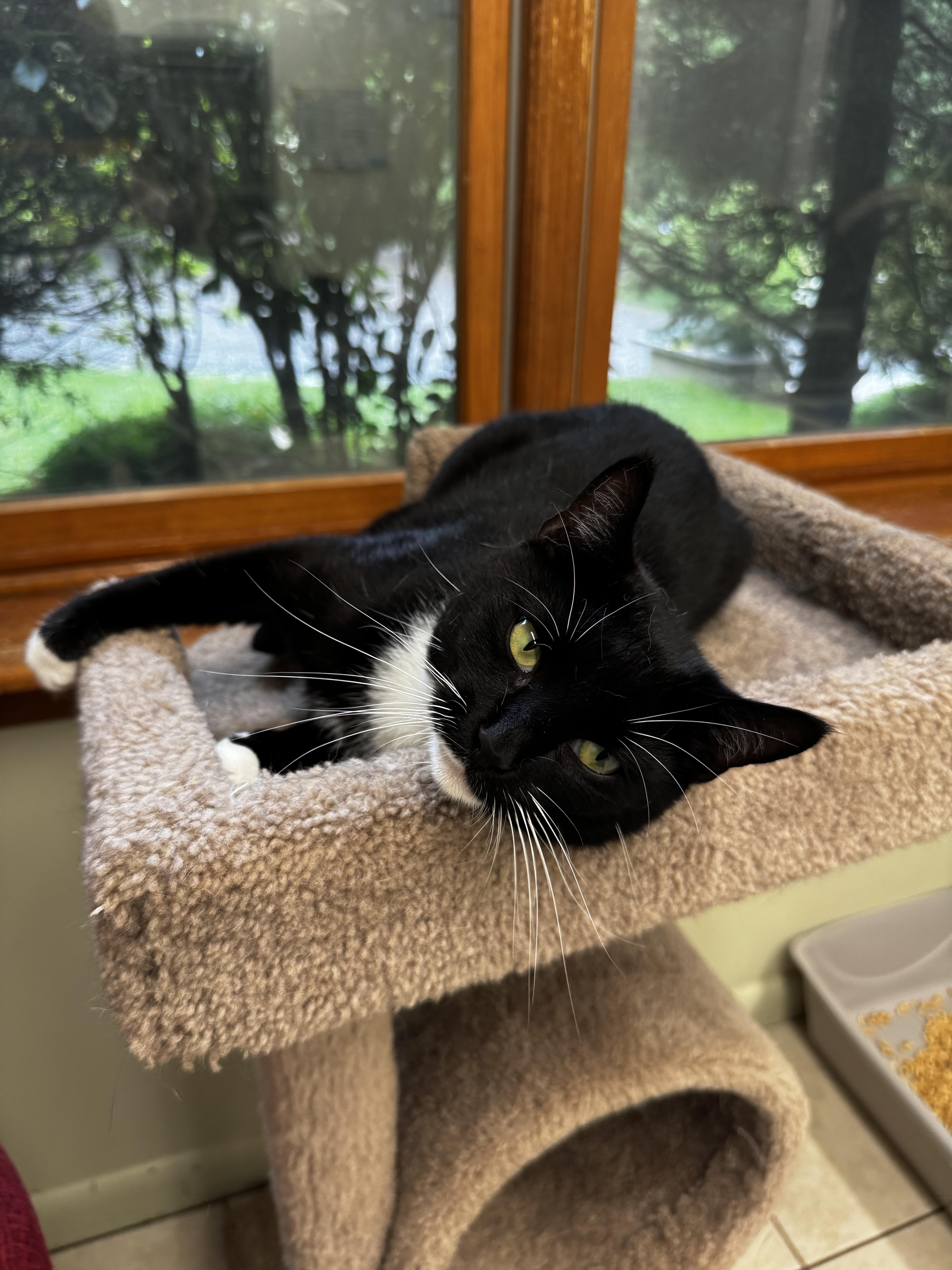 Enlarge Chrissy, a Adoptable Domestic Short Hair in AQUEBOGUE, NY image 1/3