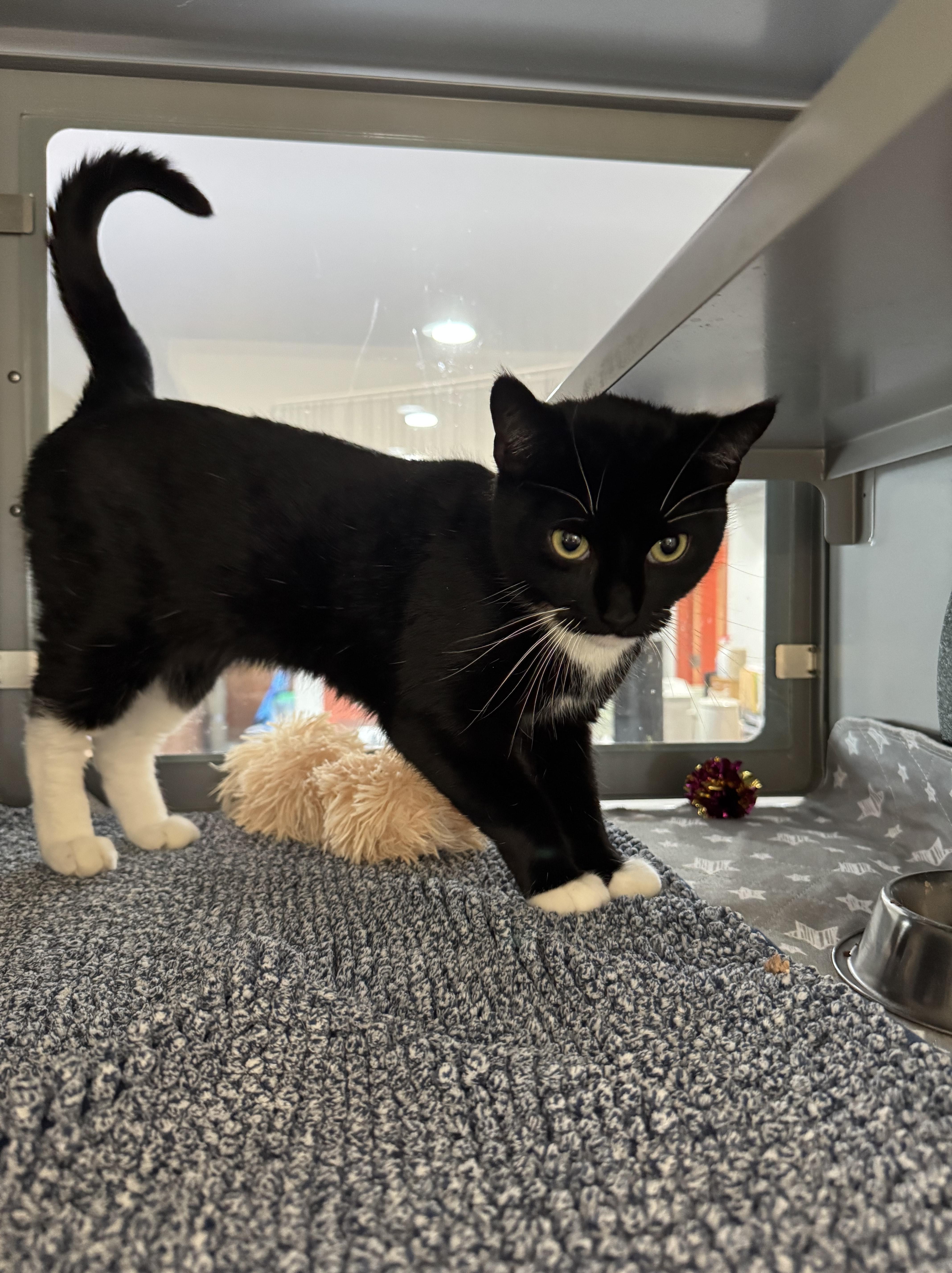 Enlarge Chrissy, a Adoptable Domestic Short Hair in AQUEBOGUE, NY image 2/3