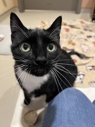 Enlarge Mittens, a Adoptable mixed breed in Quakertown, PA image 1/3