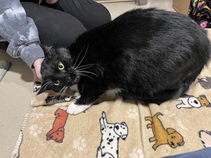 Enlarge Mittens, a Adoptable mixed breed in Quakertown, PA image 2/3