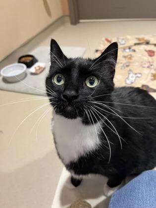 Enlarge Mittens, a Adoptable mixed breed in Quakertown, PA image 3/3