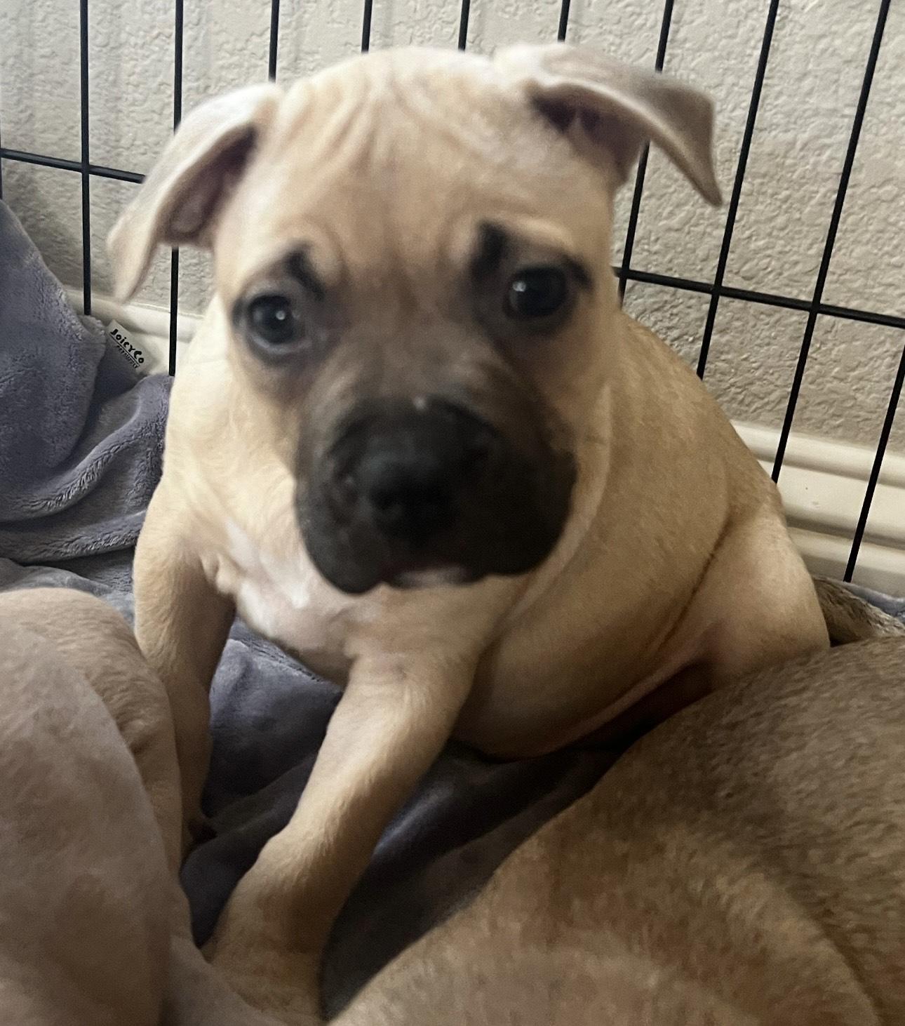 Magnolia, ADOPTABLE, Puppy Female Terrier.