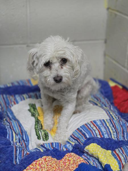 Enlarge Maize, a Adoptable mixed breed in Salmon Arm, BC image 1/2