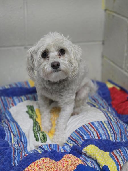 Enlarge Maize, a Adoptable mixed breed in Salmon Arm, BC image 2/2