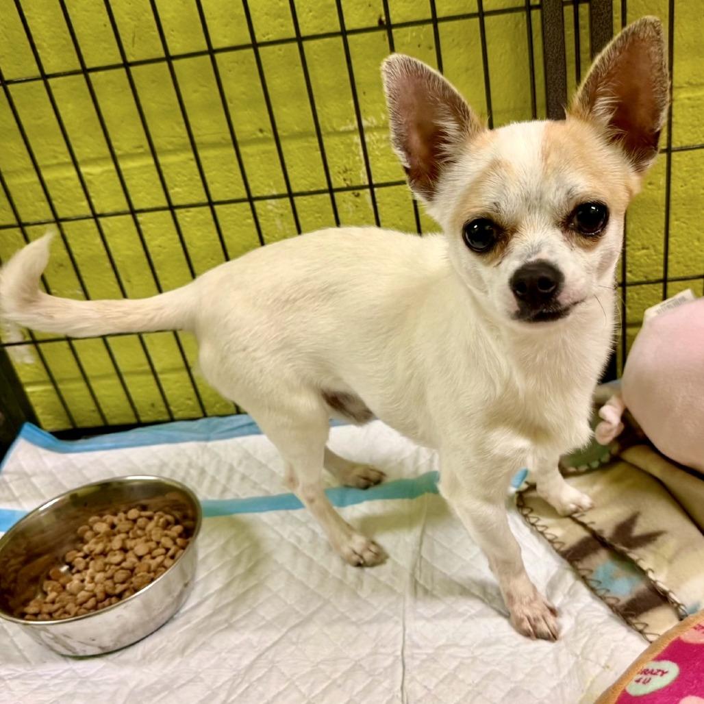 Franco 12-0301, Adoptable, Adult Male Chihuahua.