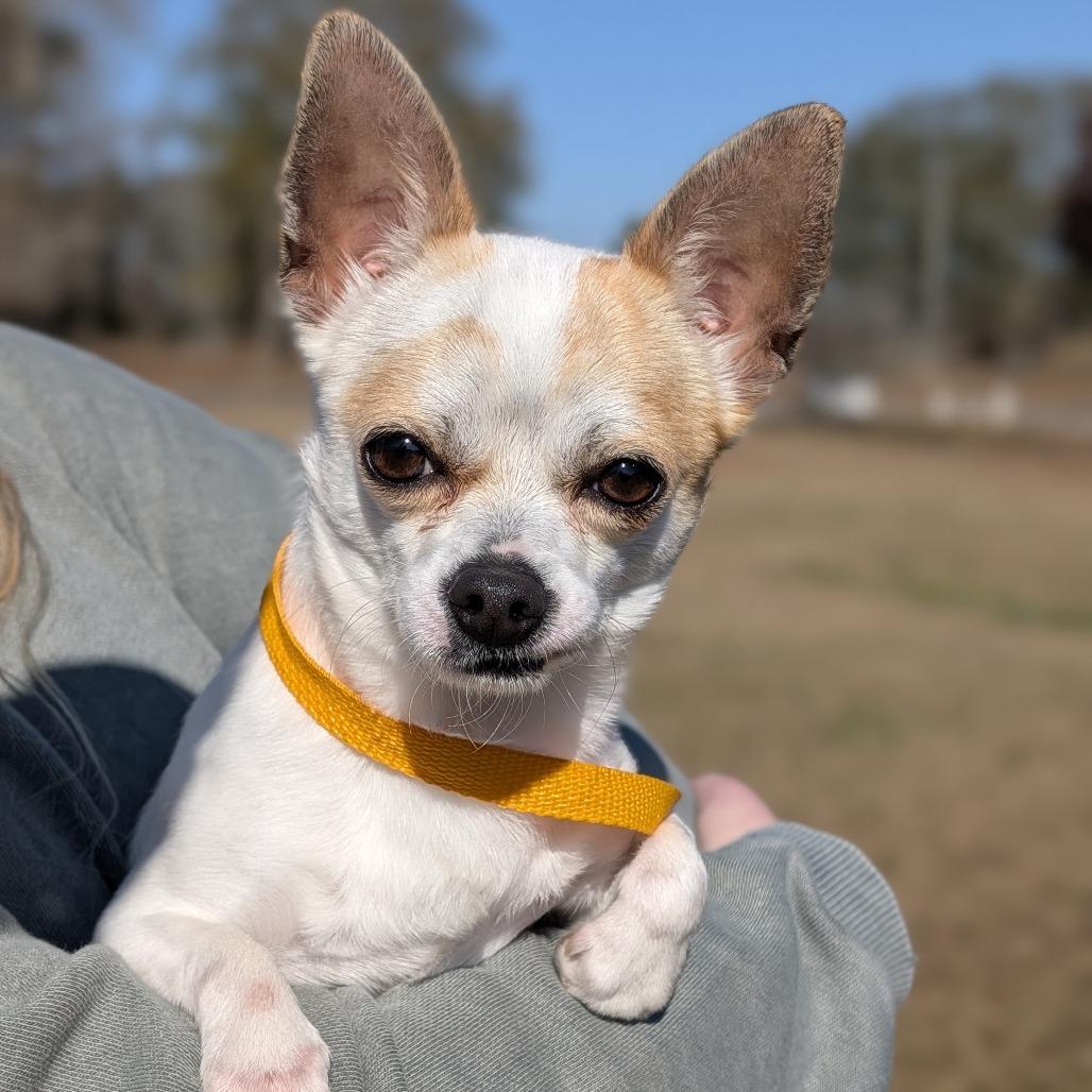 Franco 12-0301, Adoptable, Adult Male Chihuahua.