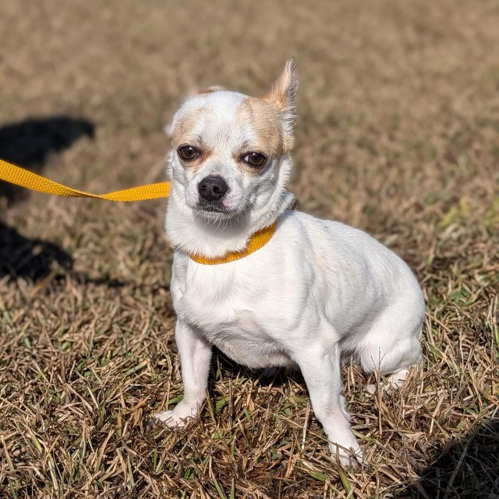 Franco 12-0301, a Adoptable Chihuahua in Tyrone, GA image 2/3
