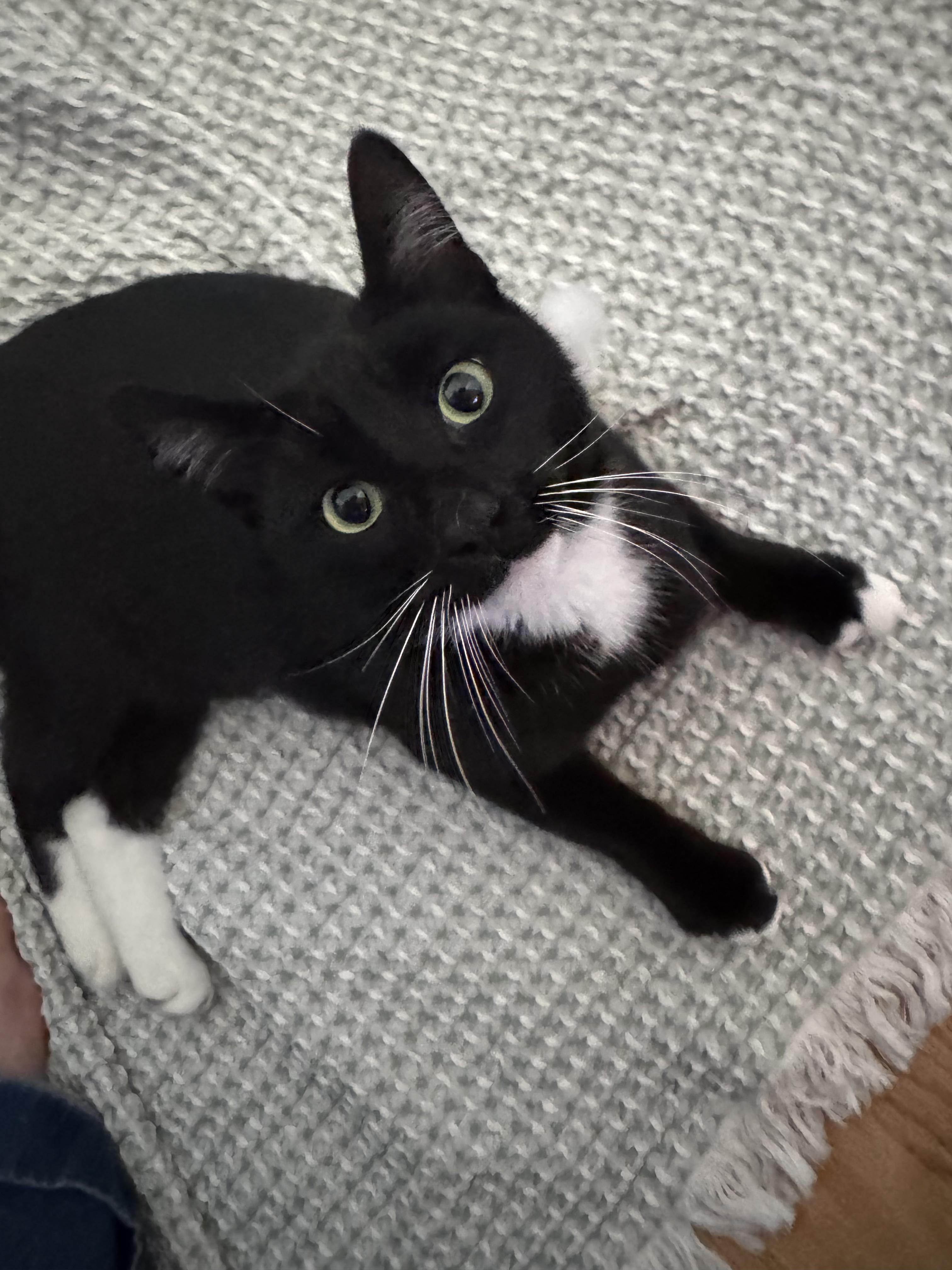 Wesley, ADOPTABLE, Young Male Tuxedo.