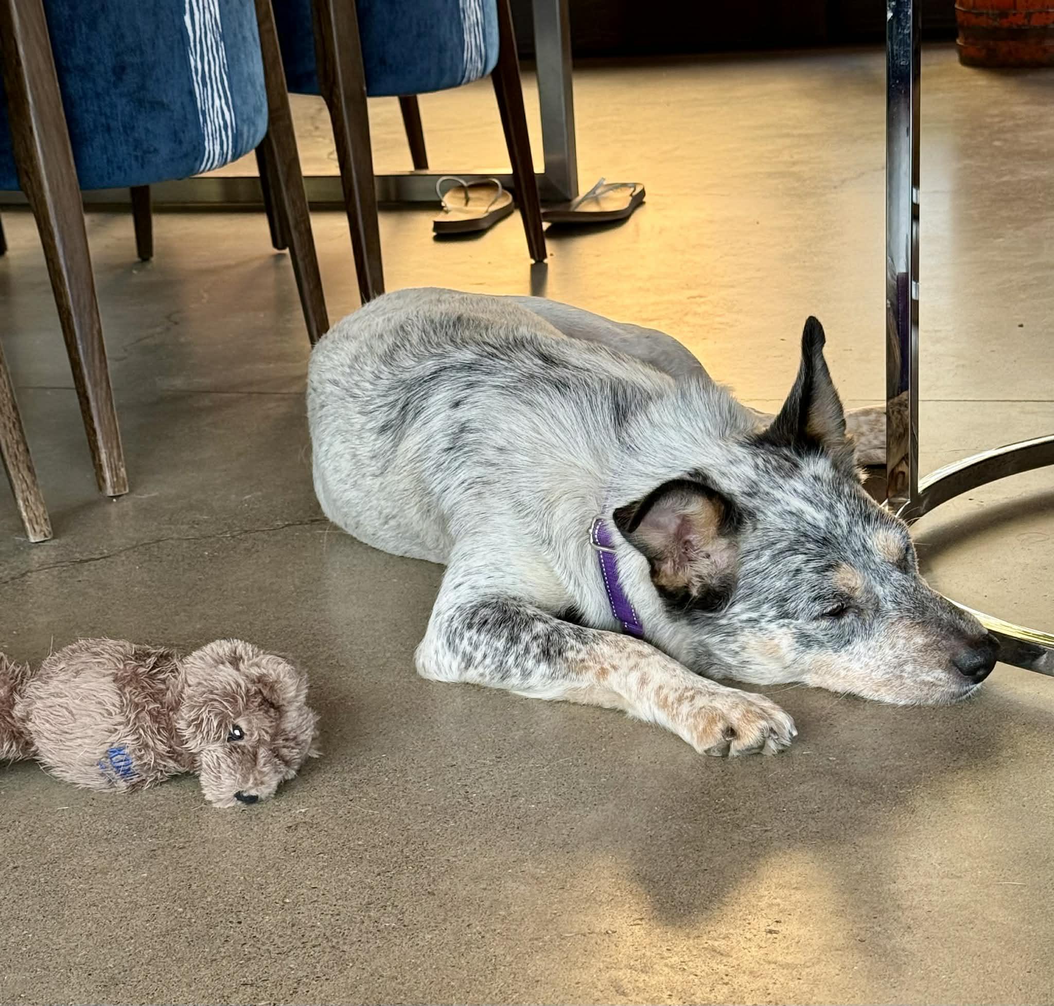 Nelly, Adoptable, Young Female Australian Cattle Dog / Blue Heeler.