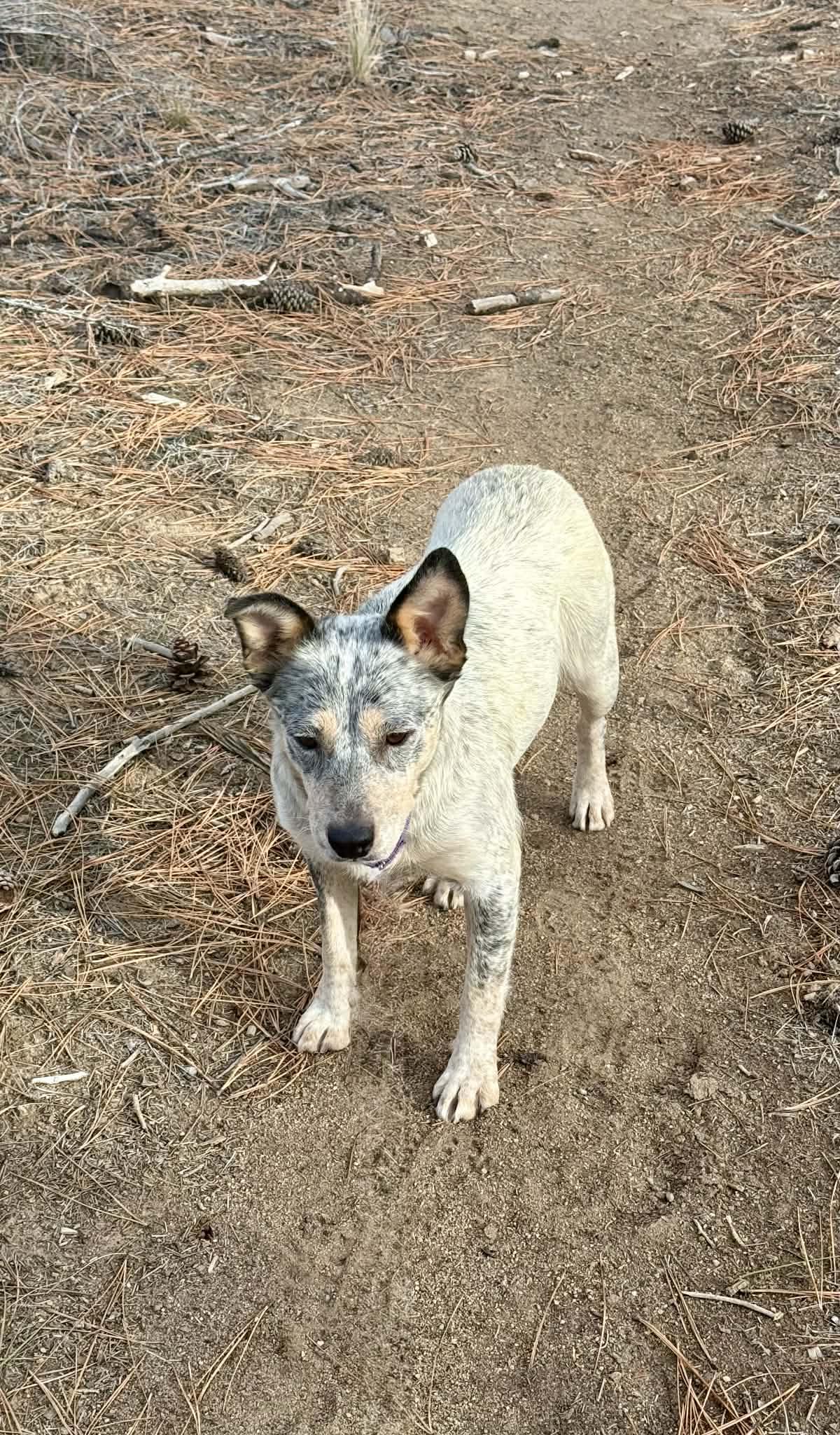 Nelly, a Adoptable mixed breed in Bend, OR image 2/4